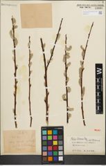 Foto von Salix iliensis Regel